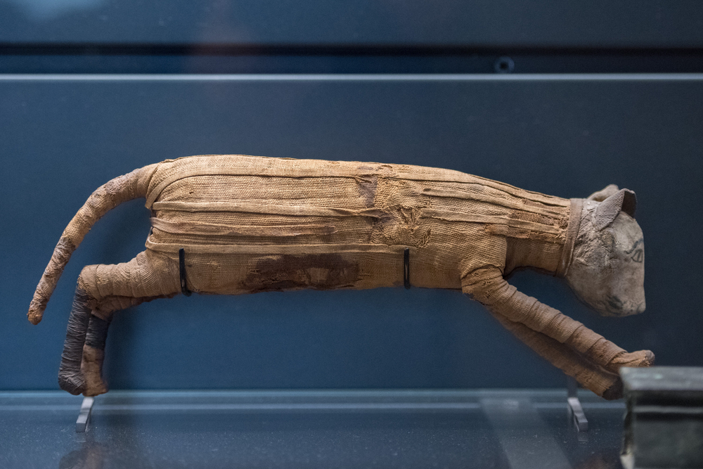 Pet Mummification Process | Pet Mummification Cost and Process